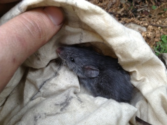 Juvenile smoky mouse ( Pseudomys fumeus) in the Grampians National Park, October 2013. Image: Phoebe Burns