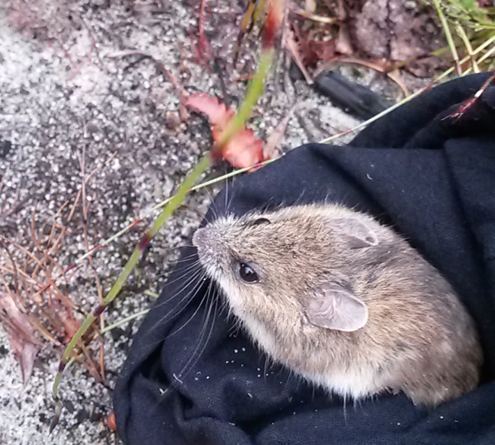 New Holland mouse captured and released using live trapping. (Image: Phoebe Burns) 