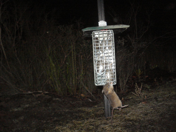 Camera trap image of a New Holland mouse clinging to a bait station. (Image: Phoebe Burns)