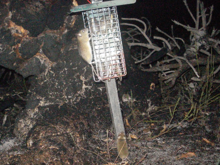 Camera trap image of a New Holland mouse climbing on a bait station with a house mouse standing up against the base. (Image: Phoebe Burns)