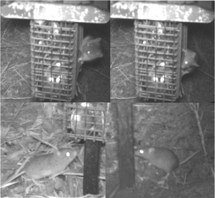 Camera trap image of a New Holland mouse clinging to a bait station. (Image: Phoebe Burns)