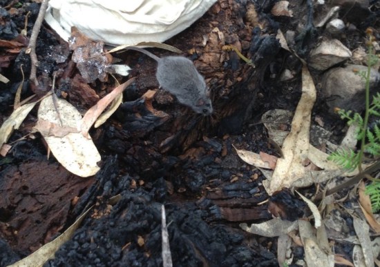 Smoky mouse (Pseudomys fumeus) in the Victoria Valley fire scar, September 2013. Image: Phoebe Burns