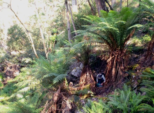 'Supergully' before the Victoria Valley fire, November 2012. Image: Heath Warwick, Museum Victoria.