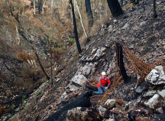 'Supergully' three most after the Victoria Valley fire, May 2013. Image: Heath Warwick, Museum Vitoria.