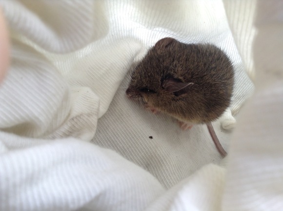 A New Holland mouse huddles in a cloth handling-bag