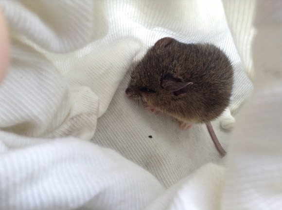 A New Holland mouse huddles in a cloth handling-bag
