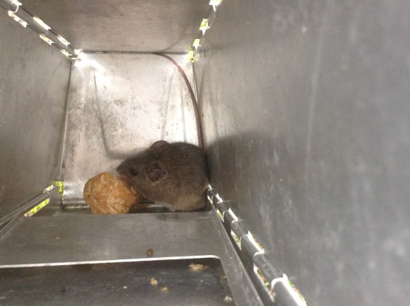 New Holland mouse in a trap