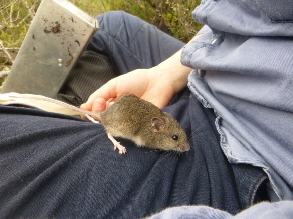 New Holland mouse on lap