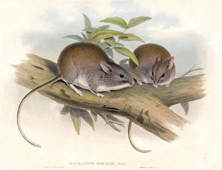 Lesser Stick-nest Rat